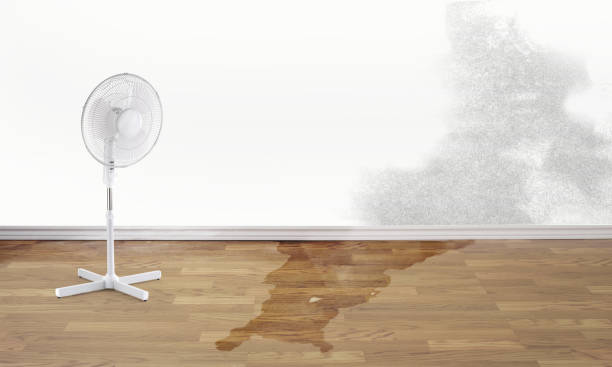 Best Professional water damage repair  in Berea, OH